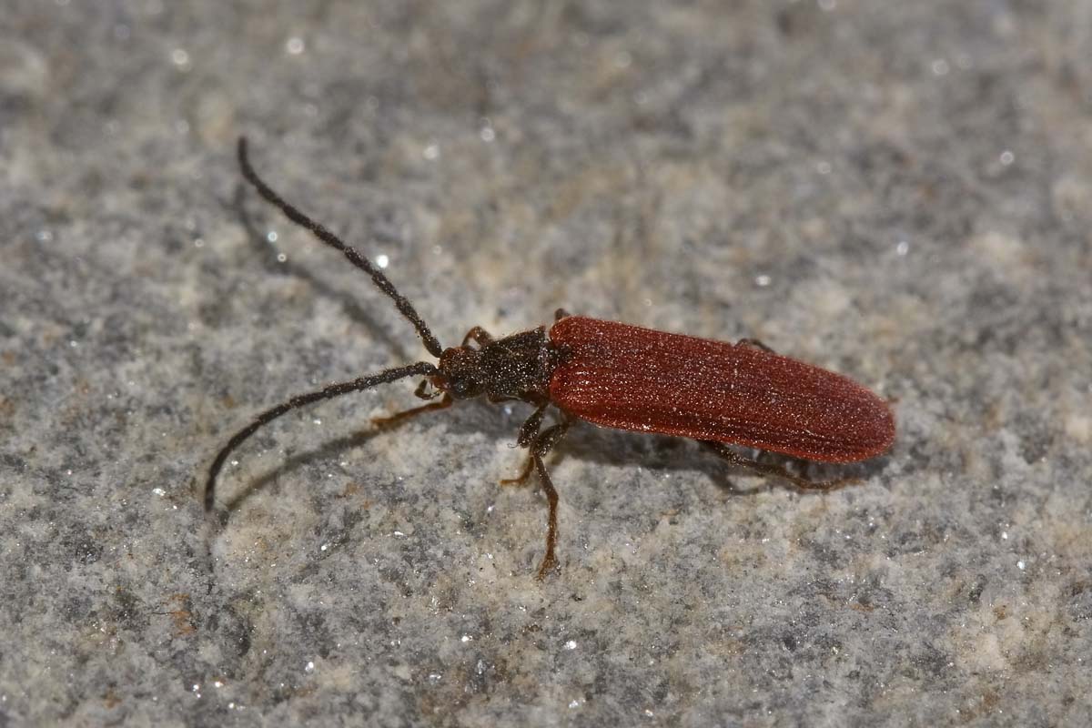 Omalisius taurinensis (cf), Omalisidae